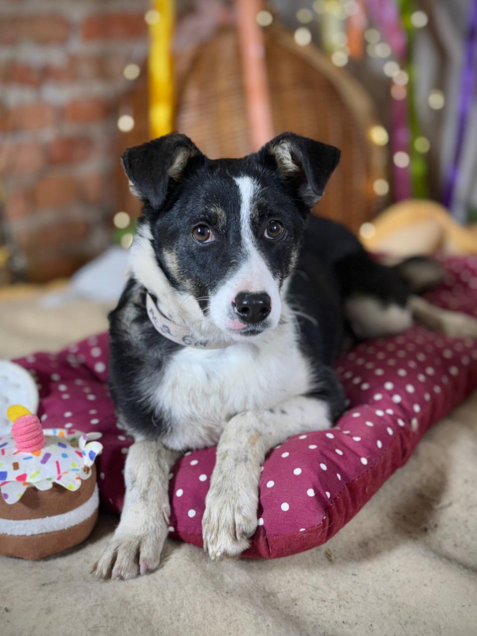 Chiens à adopter